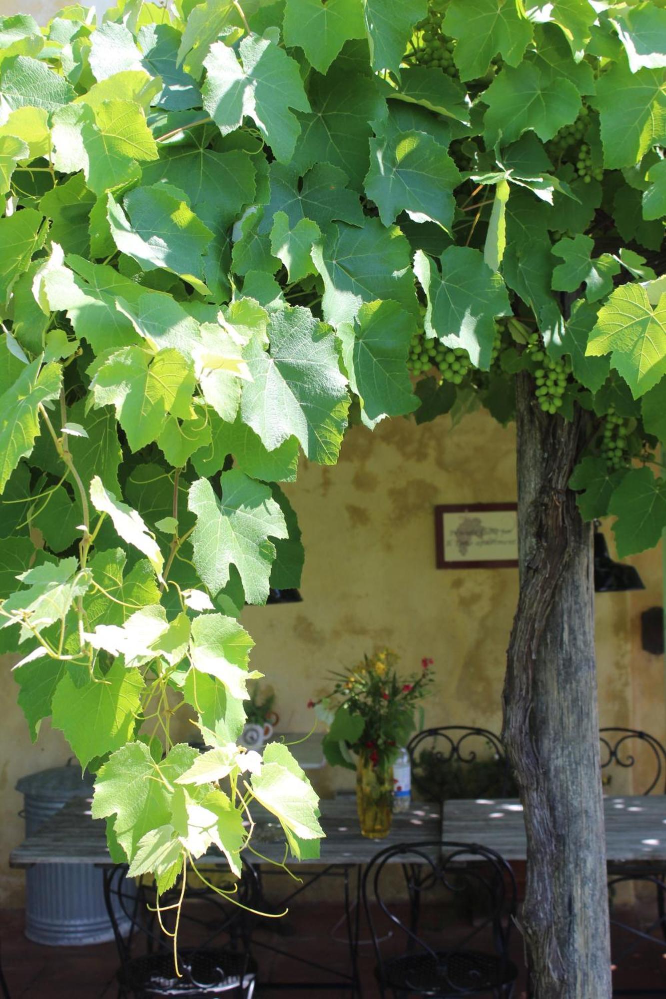 Azienda Agricola Fabbrica Di San Martino Лукка Екстер'єр фото